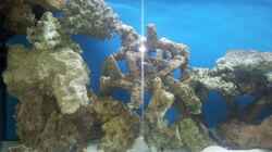 Dekoration im Aquarium Meerwasser Aquarium
