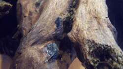 Besatz im Aquarium Sewellia Artenbecken