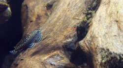 Besatz im Aquarium Sewellia Artenbecken