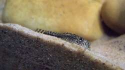 Besatz im Aquarium Sewellia Artenbecken