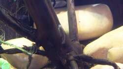 Besatz im Aquarium Sewellia Artenbecken