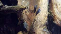 Besatz im Aquarium Sewellia Artenbecken