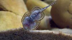 Besatz im Aquarium Sewellia Artenbecken