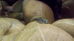 Besatz im Aquarium Sewellia Artenbecken