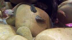 Besatz im Aquarium Sewellia Artenbecken