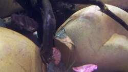 Besatz im Aquarium Sewellia Artenbecken