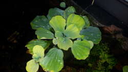 Muschelblume (von oben)