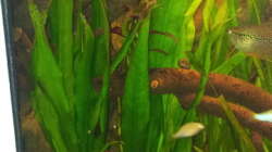 Ludwigia+Echinodorus bleheri+Hygrophila corymbosa ´siamensis´