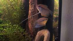 Pärchen Trichogaster leerii