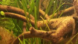 Vallisneria (wird von Tag zu Tag dichter)