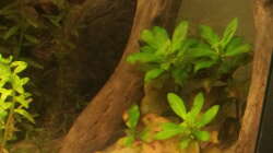 Ludwigia repens ´Rubin´