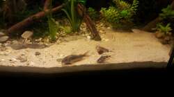 Corydoras paleatus + Corydoras aeneus