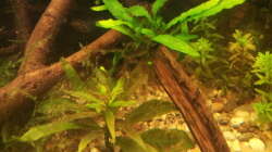 Javafarn + H. corymbosa ´siamensis´