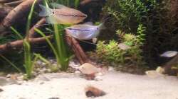 Melanotaenia praecox + Trichogaster leerii