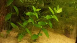 Bacopa monnieri