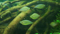 Melanotaenia praecox