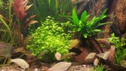 Pflanzen im Aquarium Rustikale Eckgestaltung...nur noch Beispiel