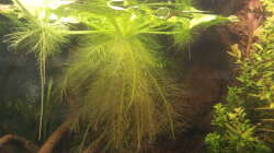 Muschelblume (von unten)