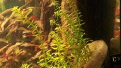 Rotala rotundifolia