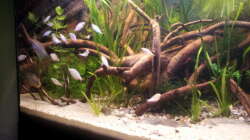 Einige Wochen später mit dem vollständigem Besatz