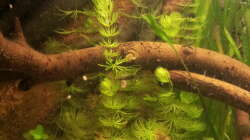 Hornkraut (nicht mehr im becken)