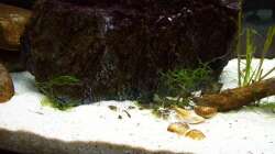 Aquarium Malawi ... nur noch als Beispiel