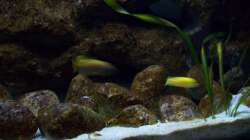 Aquarium Malawi ... nur noch als Beispiel