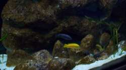Aquarium Malawi ... nur noch als Beispiel