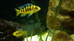 Aquarium Malawi ... nur noch als Beispiel