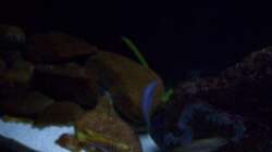 Aquarium Malawi ... nur noch als Beispiel