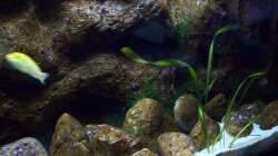 Aquarium Malawi ... nur noch als Beispiel