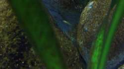 Aquarium Malawi ... nur noch als Beispiel