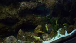 Aquarium Malawi ... nur noch als Beispiel