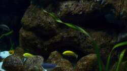 Aquarium Malawi ... nur noch als Beispiel