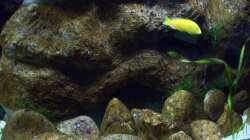 Aquarium Malawi ... nur noch als Beispiel