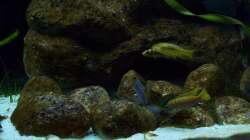 Aquarium Malawi ... nur noch als Beispiel