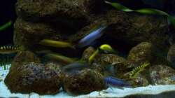 Aquarium Malawi ... nur noch als Beispiel