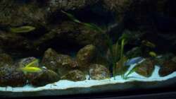 Aquarium Malawi ... nur noch als Beispiel