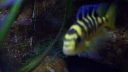Aquarium Malawi ... nur noch als Beispiel