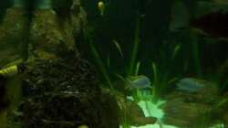 Aquarium Malawi ... nur noch als Beispiel