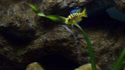 Aquarium Malawi ... nur noch als Beispiel