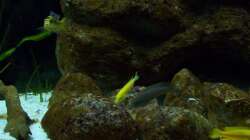 Aquarium Malawi ... nur noch als Beispiel