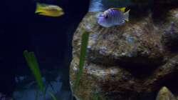 Aquarium Malawi ... nur noch als Beispiel