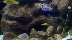 Aquarium Malawi ... nur noch als Beispiel