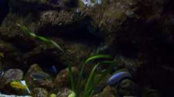 Aquarium Malawi ... nur noch als Beispiel