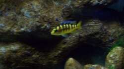 Aquarium Malawi ... nur noch als Beispiel