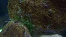 Aquarium Malawi ... nur noch als Beispiel