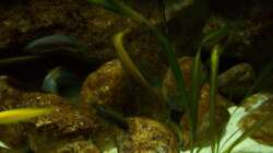 Aquarium Malawi ... nur noch als Beispiel