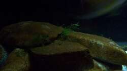 Aquarium Malawi ... nur noch als Beispiel