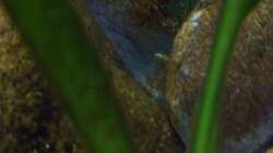 Aquarium Malawi ... nur noch als Beispiel